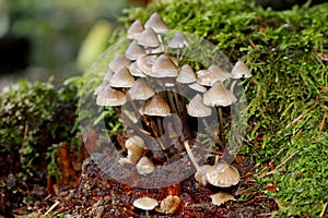 Mycenacea Mushrooms, Battle Ground Lake State Park, Battle Ground, Washington, USA photo